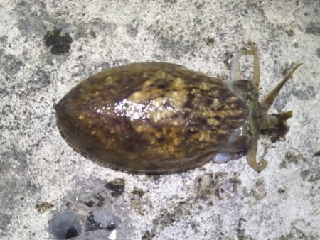 用宗漁港　コウイカ２匹とカマス２匹